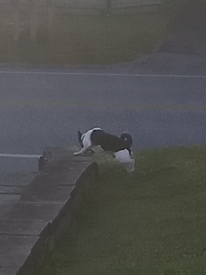 tim_bertolet's tweet photo. Harley decided he needed to patrol the front yard better when he spotted a squirrel this morning while he was looking out the window. #DefenderoftheRealm https://t.co/M0tCNqSu4W