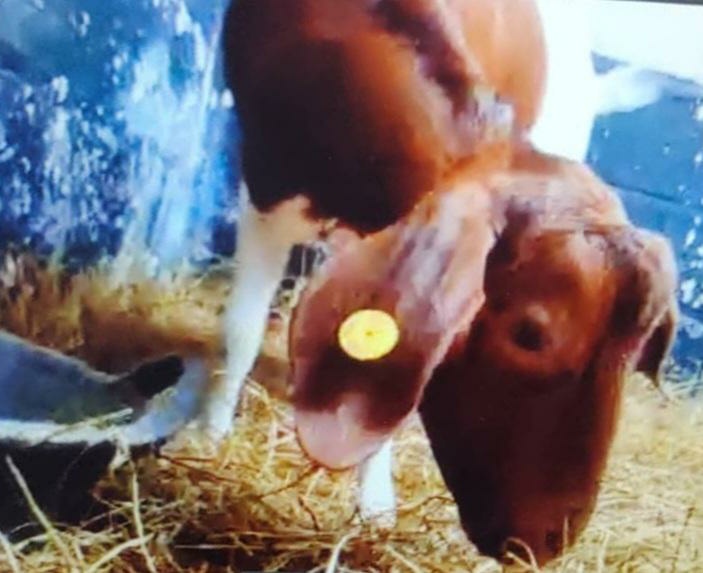 UoMSchools's tweet photo. We had a lovely surprise visitor in our #WP Team Meeting on @zoom_us this morning! Thank you @CronkshawFold and Elizabeth (who has a strong sense of moral justice!) for joining us and putting a smile on our faces! We hope to see more surprise visitors again!

❤🐐 https://t.co/PCAvVeEYXE