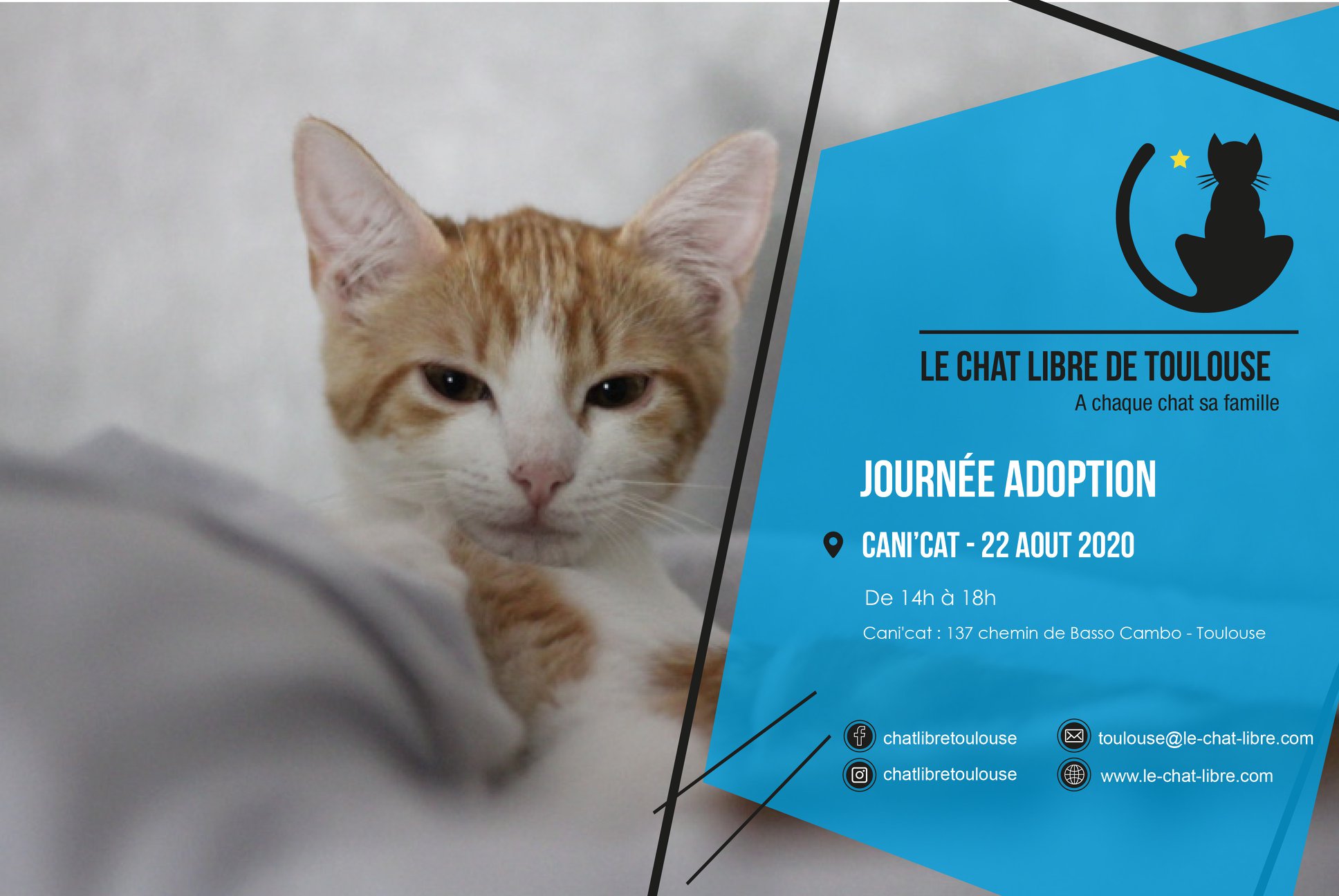 Catspad Amis Toulousains Evenement Du Chat Libre De Toulouse Ce Samedi 22 Aout Venez Decouvrir Les Chats Et Chatons A L Adoption Presents Au Cani Cat Ils Vous Attendent