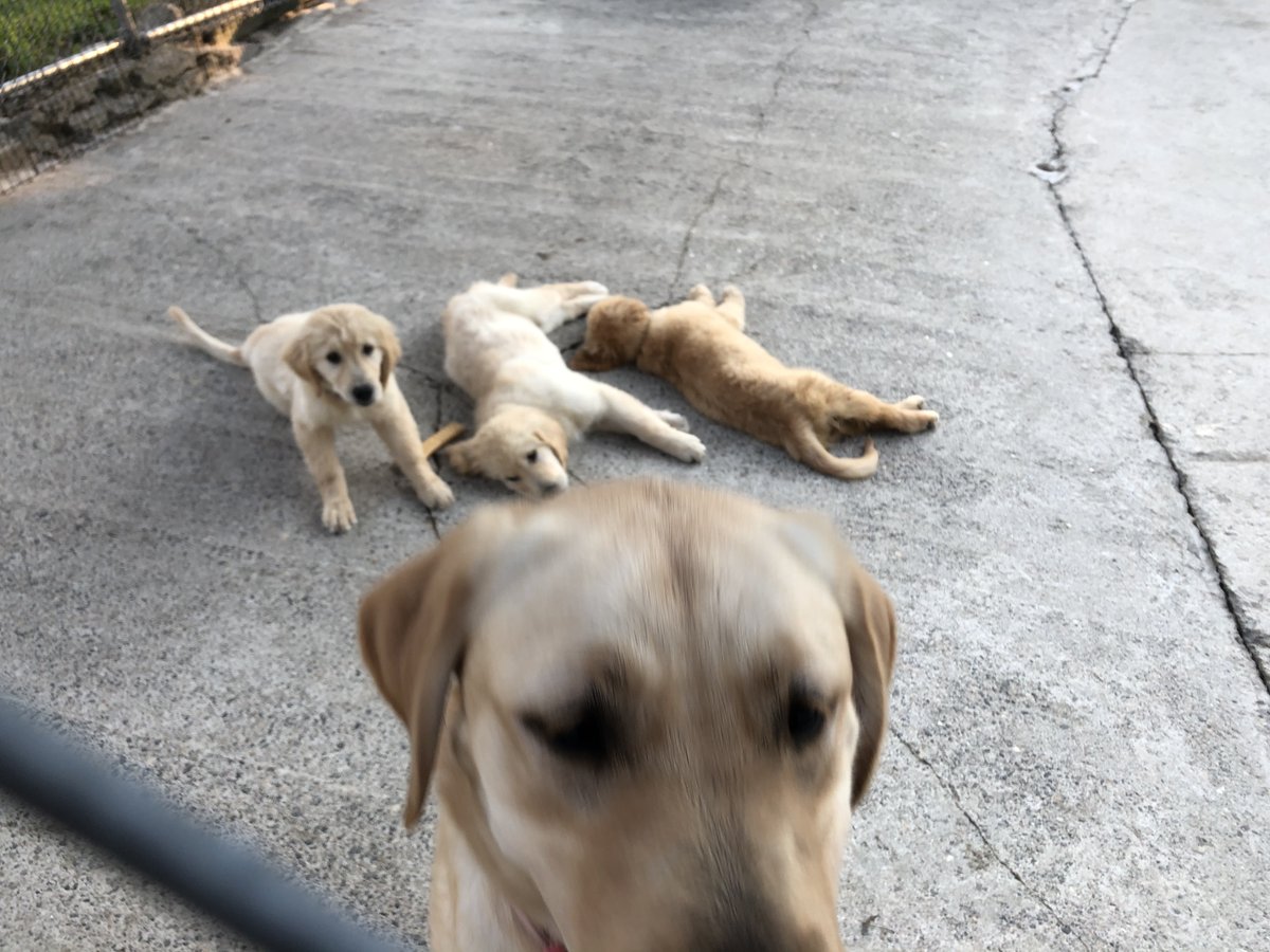 ECADServiceDogs's tweet photo. #Fig, #Mango and #Clementine were photobombed by #Maizey... Don't worry Maizey you are a pretty girl too!!! #ECADServiceDogs https://t.co/5qiit9s1nB