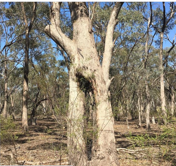 TreetecNetAu's tweet photo. #TBThursday while installing #chainsawhollows and #nestboxes in #echuca, the team were lucky to learn about, and see, very many important #yortayorta #scartrees #indigenousculture #yortayortacountry https://t.co/HQtPkp9Sjr