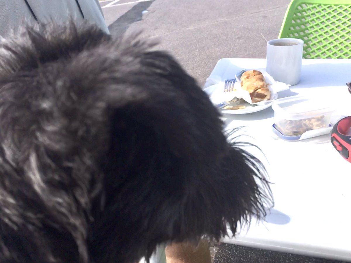 Seashellsfelix's tweet image. Ok I will stop woofin and sit quietly if I can have a bit of sossidge roll! #missbarkalot #viewingpoint