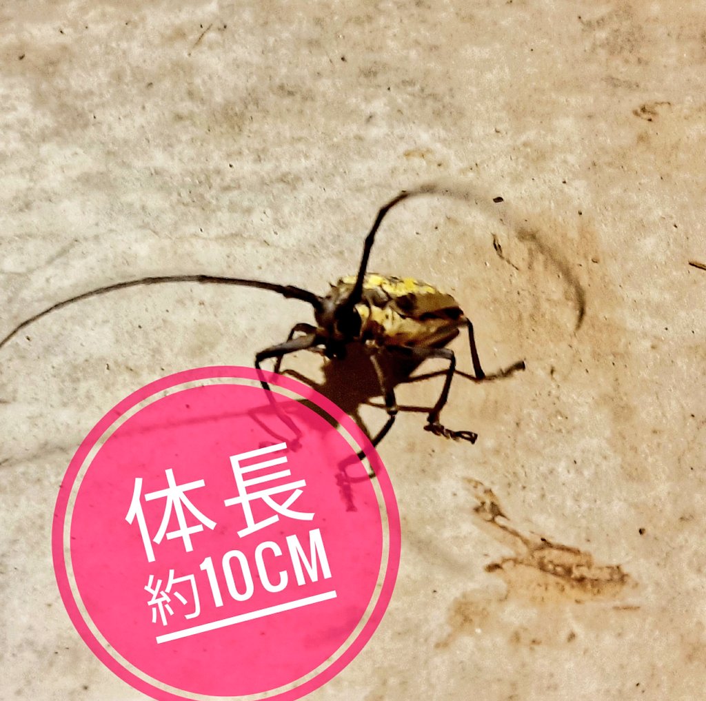 Ougon_555's tweet photo. 🌃
体長約10cmのカミキリムシ🌞🎆

彼の動画みたい方いらっしゃいますか!?（彼は鳴く虫です）

#Longhornedbeetle https://t.co/oeOyjzllHv