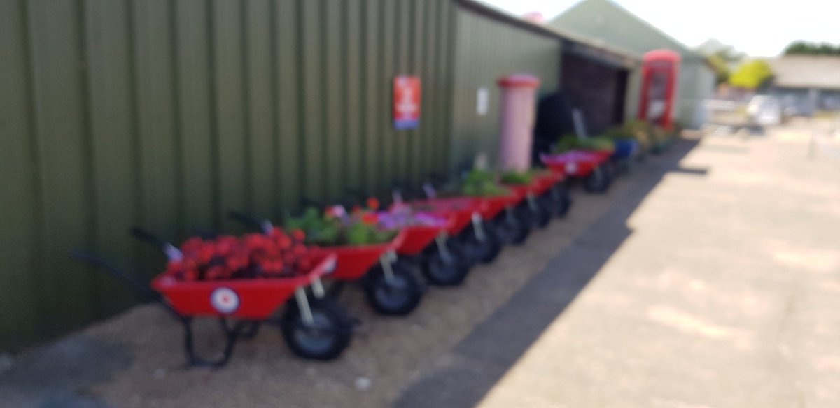 cawalton7's tweet photo. The #RedBarrows looking blooming lovely https://t.co/4fITPz2dS3