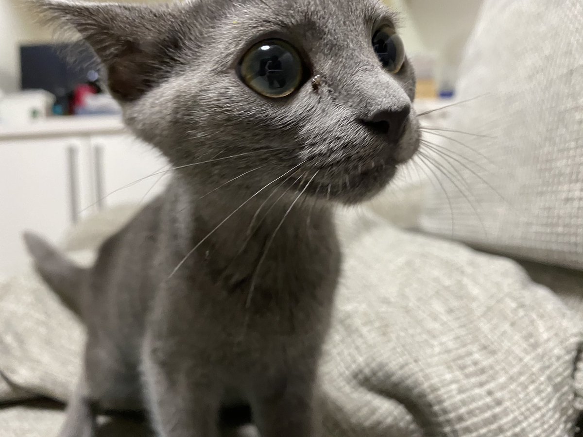 Uzivatel ありす Na Twitteru 猫は目が大きいからねぇ 私は猫であろうとシルバニアであろうと映り込みは修正してる Uzivatel ありす Na Twitteru 猫は目が大きいからねぇ 私は猫であろうとシルバニアであろうと映り込みは修正してる