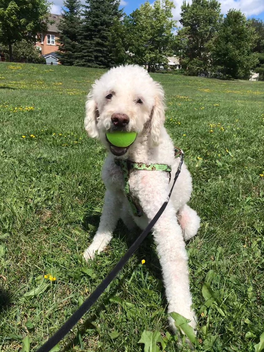 FinlayDave's tweet photo. I ❤️ #summertime 🐾🐾 https://t.co/M1GA34p6JF