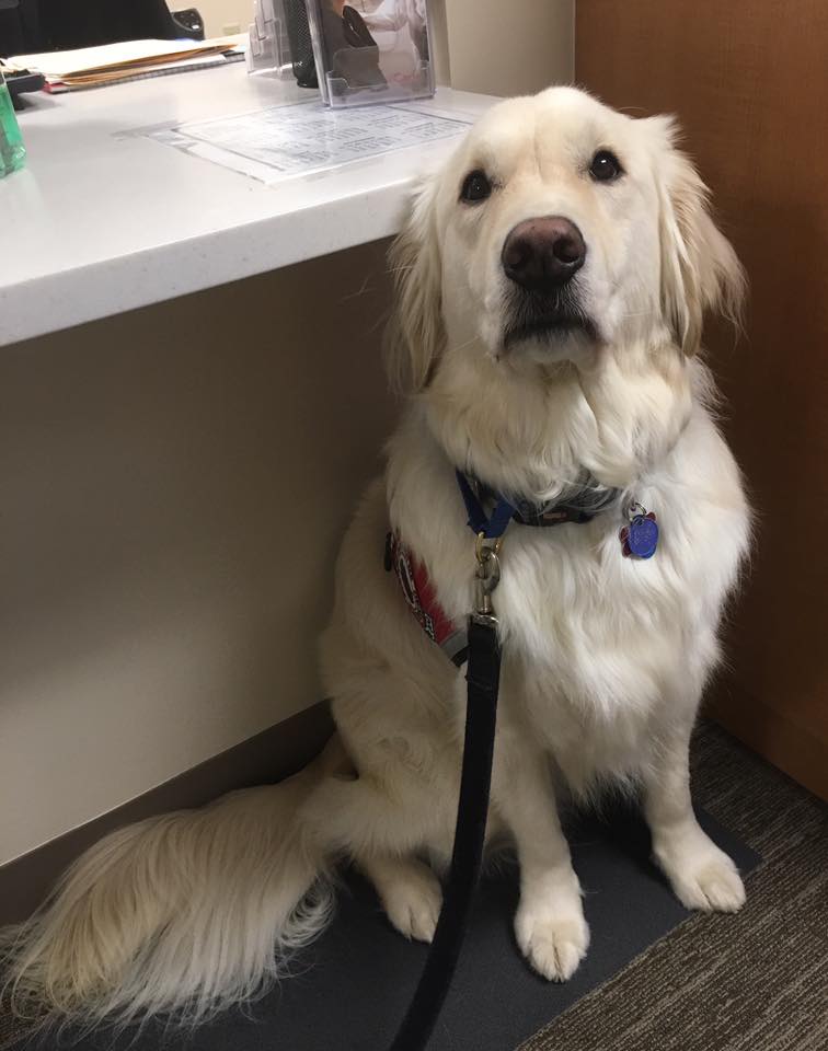 Sometimes MOM has to protect ME from people insistent on doing the pets to my fluffiness. She puts me in front of her &amp; blocks ppl w/ HER body. This stresses us both out &amp; I can't do my job. Please don't pet/distract a service dog. My job is VERY important #Dog #ThursdayThoughts