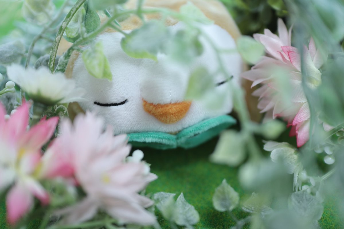 hiina13m's tweet photo. #色んなモクローが見れるタグ

くったりもくぬい推しです。 https://t.co/5EWNNhbGGr