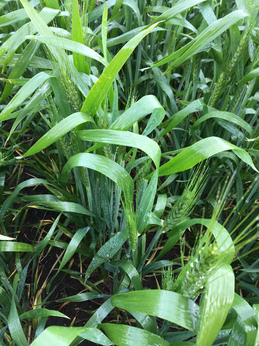ben_biddulph's tweet photo. Trying to work out why rain before ❄️⬆️ damage. Applying dose response ice nucleators  to canopy to ⬆️ ❄️ damage. Farmers won’t like it but us researchers need tools to ⬆️ ❄️ damage to better understand it. Sorry ⁦⁦@kentonp_ag⁩ no pic of the sterile water control. #COGGO https://t.co/A5HutzUVPY