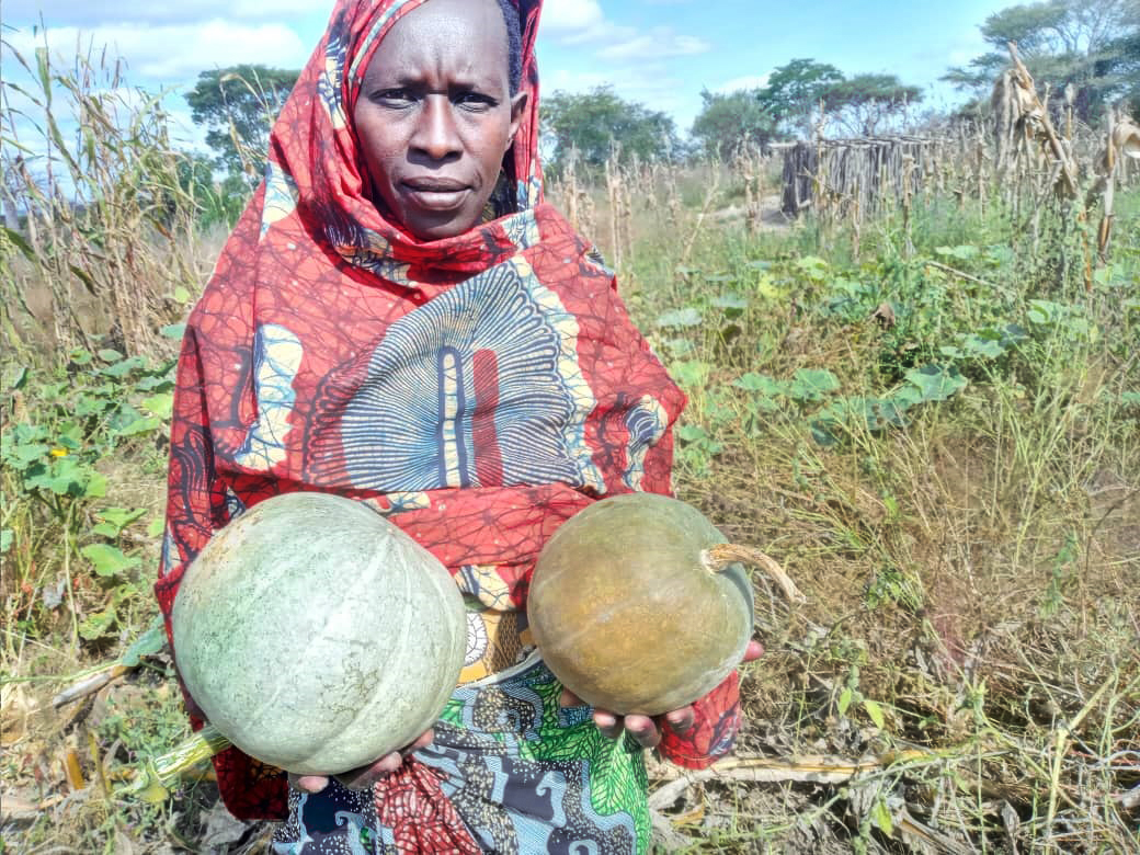 Für die Sandawe in Ostafrika sind Kürbisse nicht nur Grundnahrungsmittel, sie stehen in jeder Familie regelmäßig auf dem Speiseplan. John Laffa von <a href="/VSF_Austria/">Tierärzte ohne Grenzen Österreich</a> hat gemeinsam mit unseren Trainees Kürbisfelder angelegt. bit.ly/34otekO