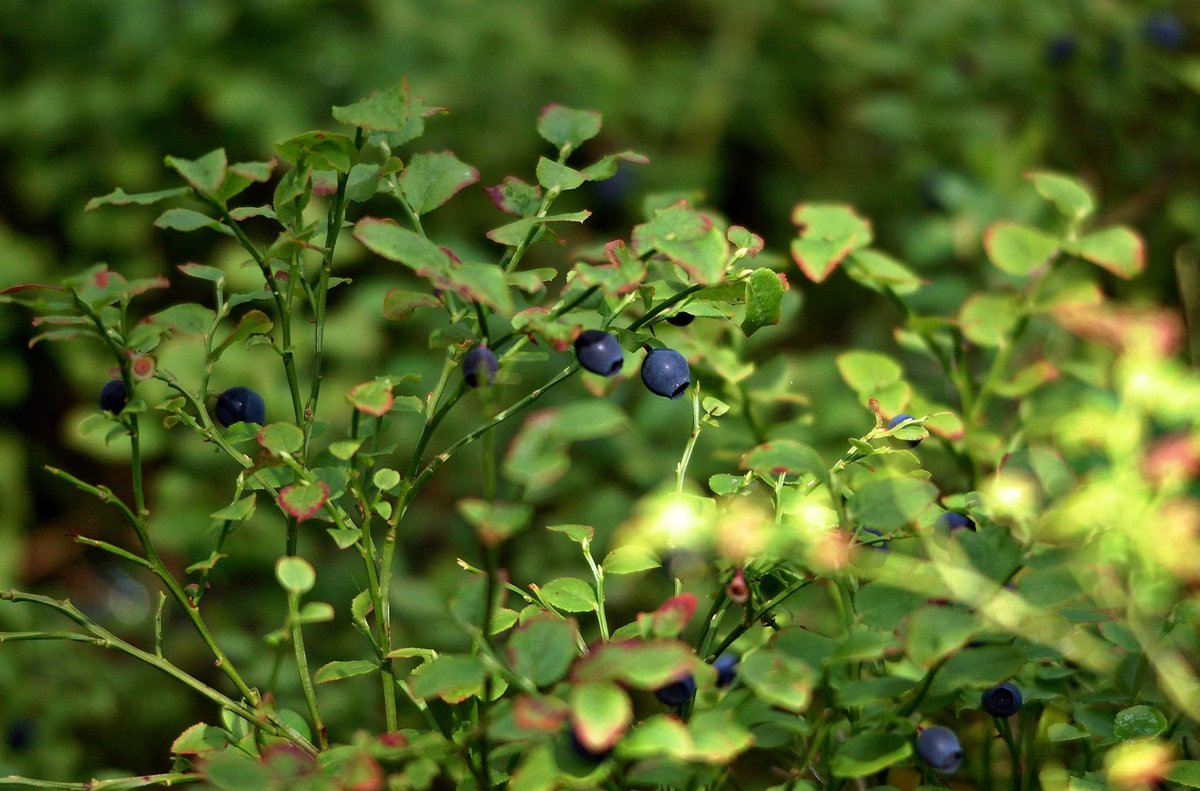 Jarosław tweet media