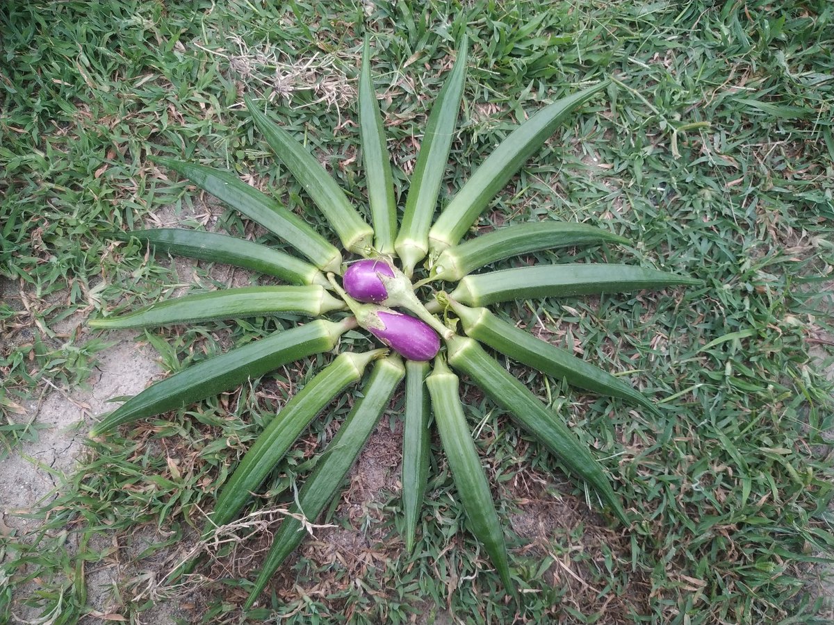PrincyGolda's tweet photo. Okra |  வெண்டைக்காய்
https://t.co/Kzte5c7XOF
Visit my YouTube channel to know tips for growing vegetables in home garden. 

#okra #ladiesfinger #vendaikkai #VegetableGardening #homegarden #Garden #gardening #organic #lockdown #organicvegetables #aarogyathaithedi https://t.co/mY9YVaWYbT