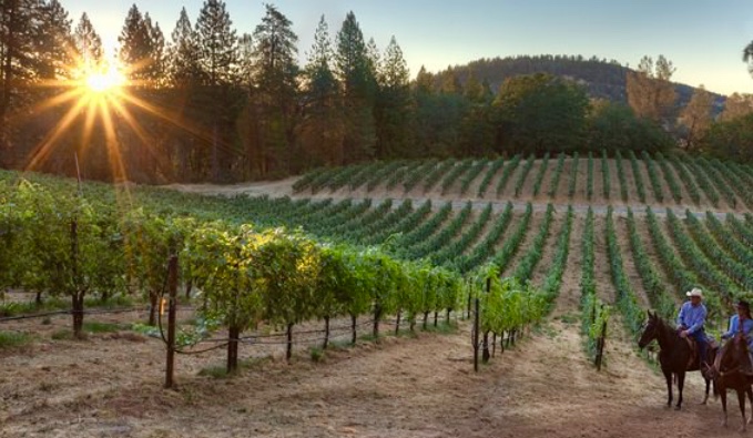 vinorandum's tweet photo. With a winemaking philosophy built on the principles of organic and biodynamic farming, #hawkandhorsevineyards in Lake County, California, produce powerful, age-worthy varietals, most notably from the Cabernet Sauvignon grape. #biodynamicwine #organicwine

https://t.co/gxDKNGpt3k https://t.co/0gPoDxjSZh