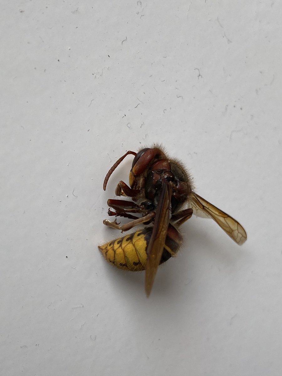 gerwink's tweet photo. Grote wesp gevonden in #Veenendaal maar is dit de Aziatische hoornaar? 🤷 https://t.co/L7jjPDDAun
