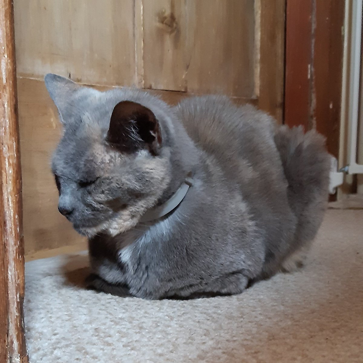 _sebulous's tweet image. Some photos of Izzy. If you have pets please give them love and treats for me today. I will be snuggling my disaster kittens lots this evening.