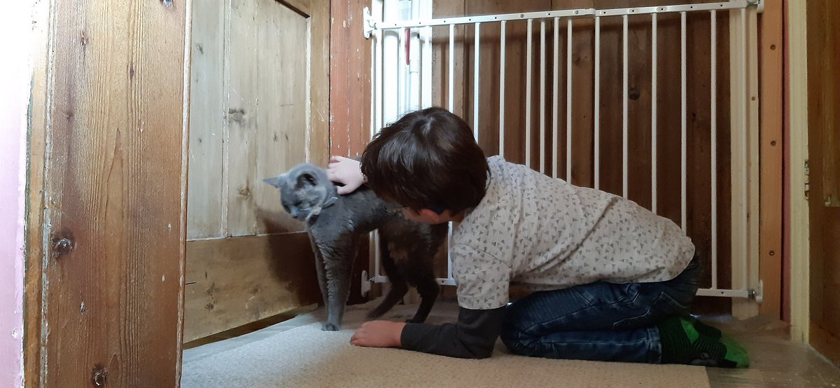 _sebulous's tweet image. Some photos of Izzy. If you have pets please give them love and treats for me today. I will be snuggling my disaster kittens lots this evening.