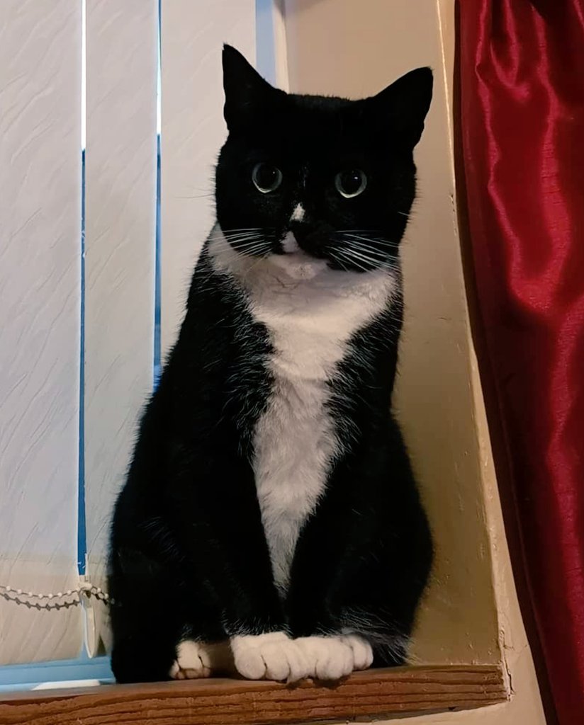 _Poppy_cat's tweet photo. I think we should start a @CuriousZelda #ClonesOfZelda thread, personally I think it's the best look around https://t.co/R0ngFrcUAQ