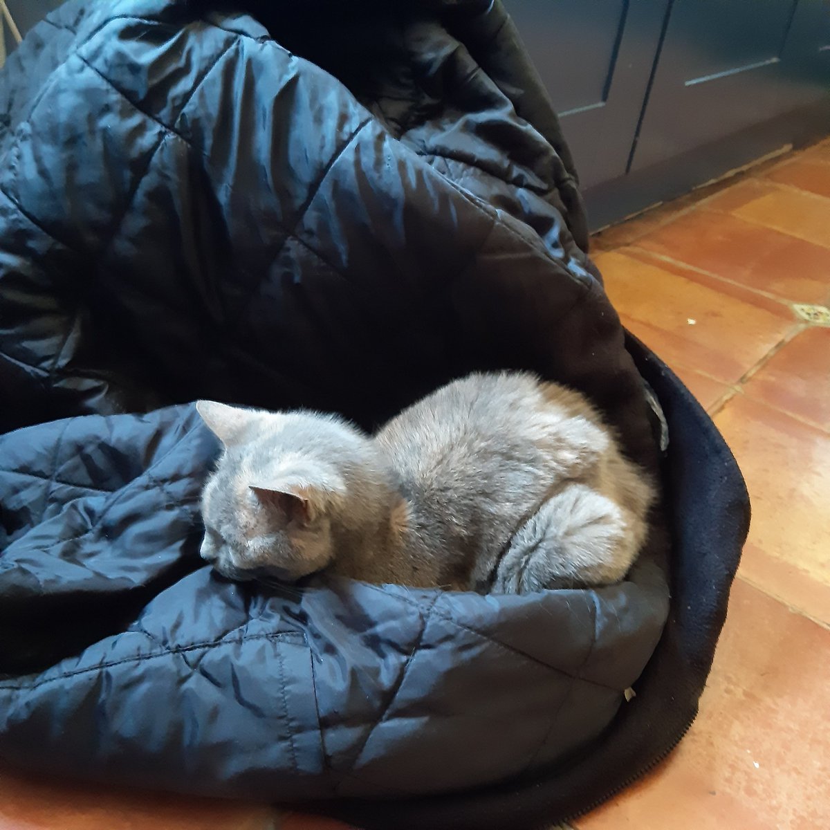 _sebulous's tweet image. Some photos of Izzy. If you have pets please give them love and treats for me today. I will be snuggling my disaster kittens lots this evening.