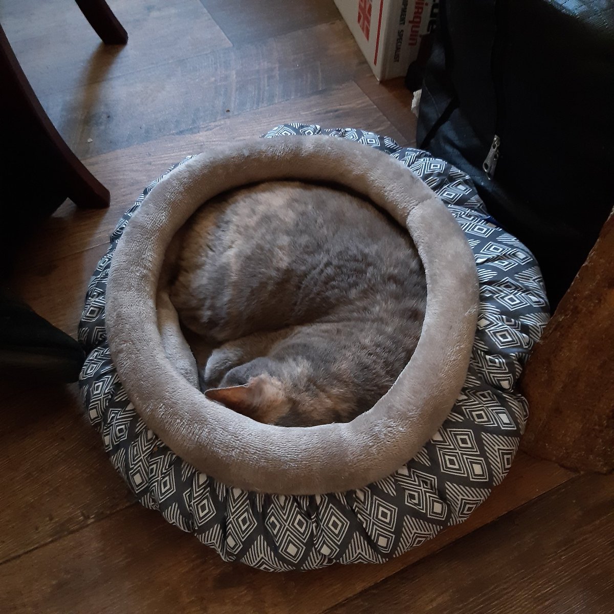 _sebulous's tweet image. Some photos of Izzy. If you have pets please give them love and treats for me today. I will be snuggling my disaster kittens lots this evening.