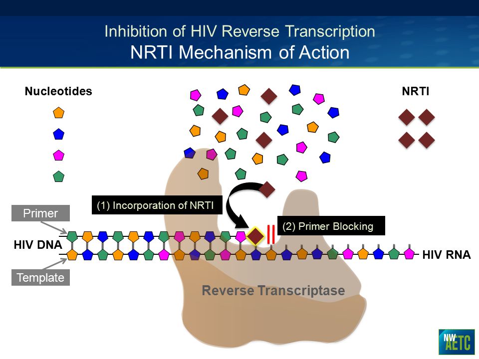 ID_fellows's tweet photo. 3/ As a reminder, NRTI = nucleoside reverse transcriptase inhibitor. They function by being incorporated into the growing HIV DNA chain in place of a normal nucleotide - however, they are missing the hydroxyl group that allows chain continuation. https://t.co/bocePhowrM