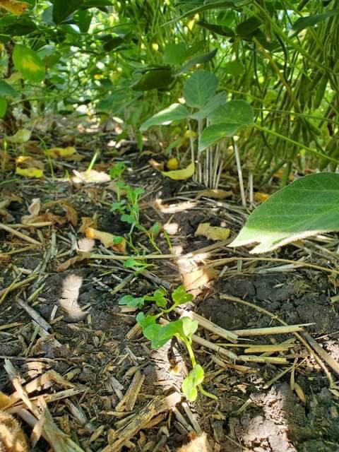 CallumMorrisons's tweet photo. Radish seedlings have emerged @UM_agfoodsci long term cover cropping experiments in Carman, Manitoba
#covercrop #westcdnag #mbag #CdnAg #covercrop #prairiecovercrop #skag #abag https://t.co/HJ4iXT2J4V