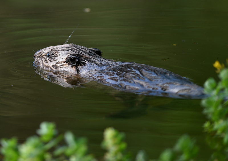 YourLocalInde's tweet photo. Cheshire Wildlife Trust are bringing beavers back after 400 years!

https://t.co/ZNXkYtveT2 https://t.co/HLfPJVabh8