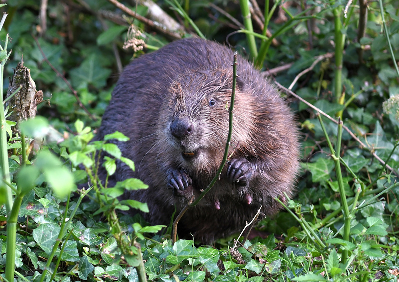 Cheshire Wildlife Trust are bringing beavers back after 400 years!

midcheshireindependent.co.uk/news-article/6…