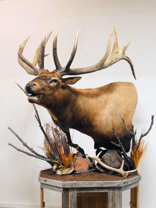 Happy #TaxidermyThursday! Elk season is upon us - let's see your wapiti mounts!

#WhatGetsYouOutdoors #Taxidermy #Art #Elk
