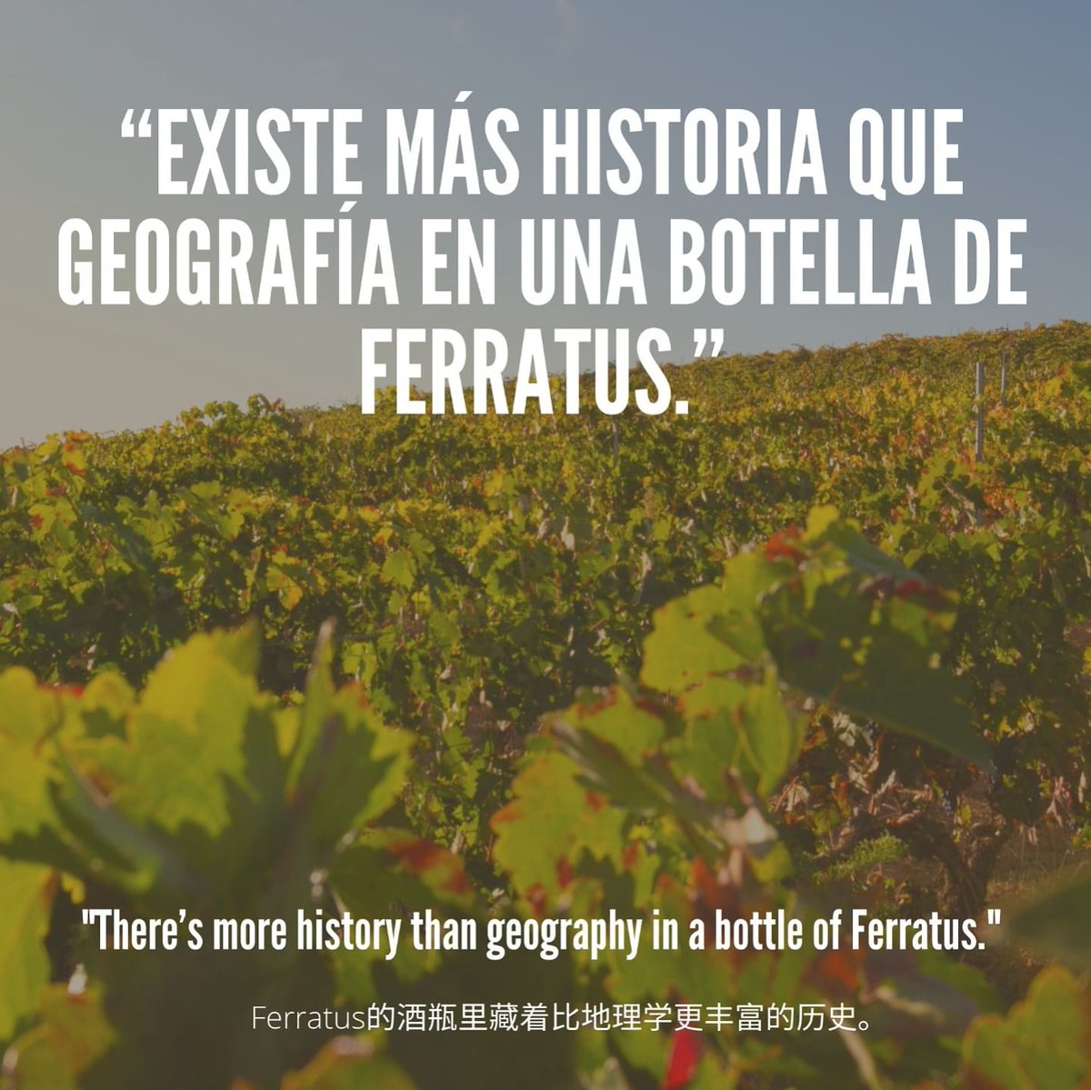 ferratusbodegas's tweet photo. A bottle of Ferratus can hide a lot of things. And in this case, it hides more history than geography.

一瓶Ferratus可以藏很多秘密。在这种情况下，它隐藏的历史比地理学隐藏的还多。

@DORibera #winewoman #winelovers #winetime #modernwine #vinomoderno #Spain https://t.co/shZiU3IHhb