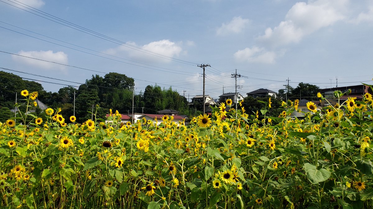 StevenOnTheMove's tweet photo. Happy #JAchat! Today let's talk about STAYCATIONS. Show us a pic and tell us about the place, then tag friends to join the fun! 📷 I've explored a lot on foot these past few months, and I keep coming back to Negarami Mae Suiden-Rice Field with its various flowers. #AnotherTokyo https://t.co/lnQGby9Qlx