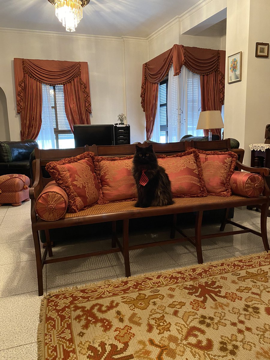 meow_london's tweet photo. I love being at Grandpa’s!
The living room is as big as our place in London!... and I can nap wherever I want!... and even the curtains have been set in a way so I can do my birdies check!
I love being on meowlidays!
#livingroom #catlife #cat #gato #petsastherapy #patcatdiary https://t.co/uqLZ0cd5Pr