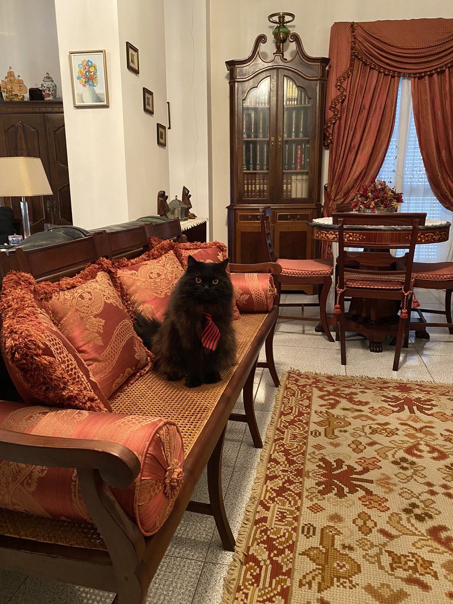 meow_london's tweet photo. I love being at Grandpa’s!
The living room is as big as our place in London!... and I can nap wherever I want!... and even the curtains have been set in a way so I can do my birdies check!
I love being on meowlidays!
#livingroom #catlife #cat #gato #petsastherapy #patcatdiary https://t.co/uqLZ0cd5Pr