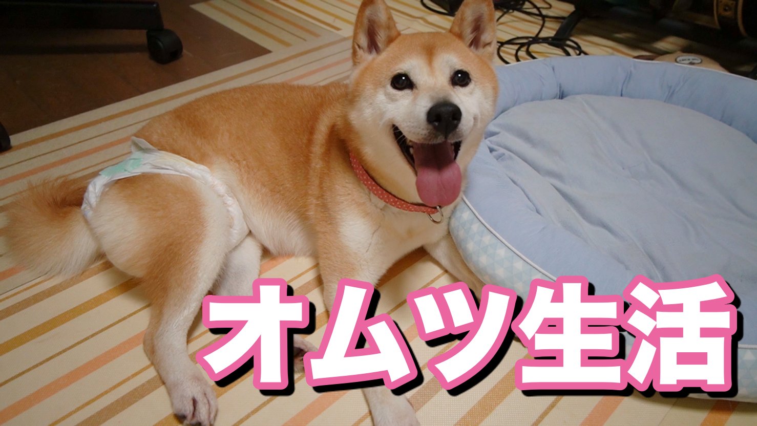 関西ウォーカー編集部 on X: 