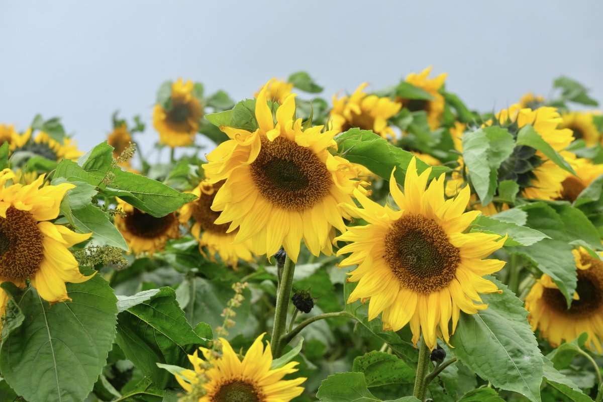 Took a wee run to the Causeway Sunflower Field this morning. The blooms were battling bravely against the elements! Well worth a visit &amp; you'll be supporting great causes - Reach Portrush and Holy Trinity Portrush #staycation <a href="/WeatherCee/">Cecilia Daly</a> <a href="/barrabest/">Barra Best</a> <a href="/angie_weather/">angie phillips</a> <a href="/newslineweather/">IrishWankers</a>