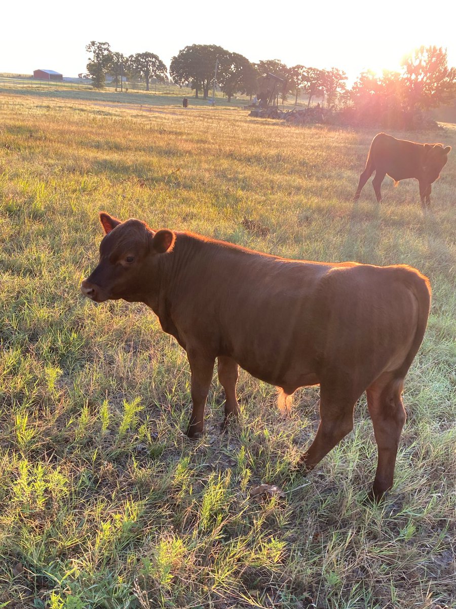 CredeIrby's tweet photo. Morning views.
#GrandOaksFarm
#HomeSweetFarm https://t.co/oxVSqF5Kf0