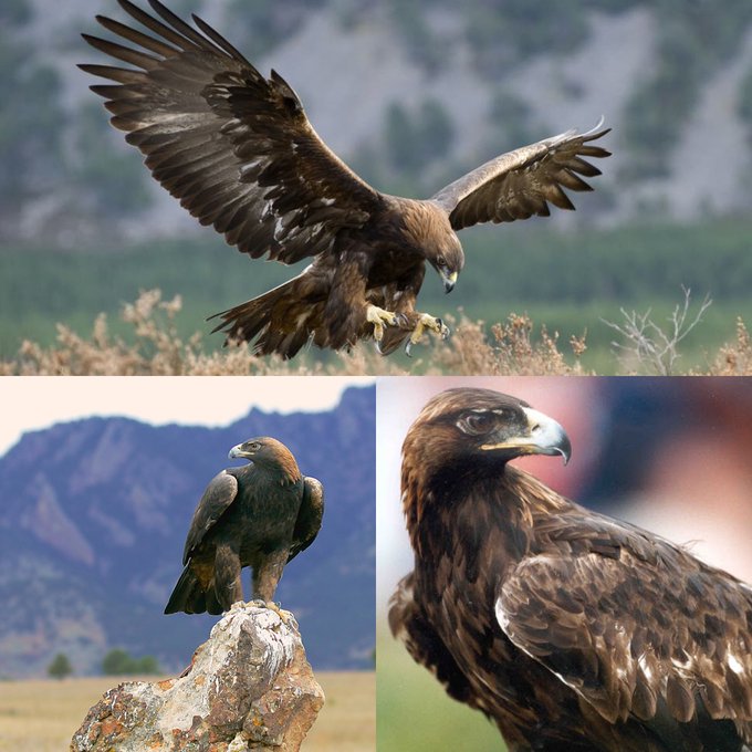 Golden Eagle male and female