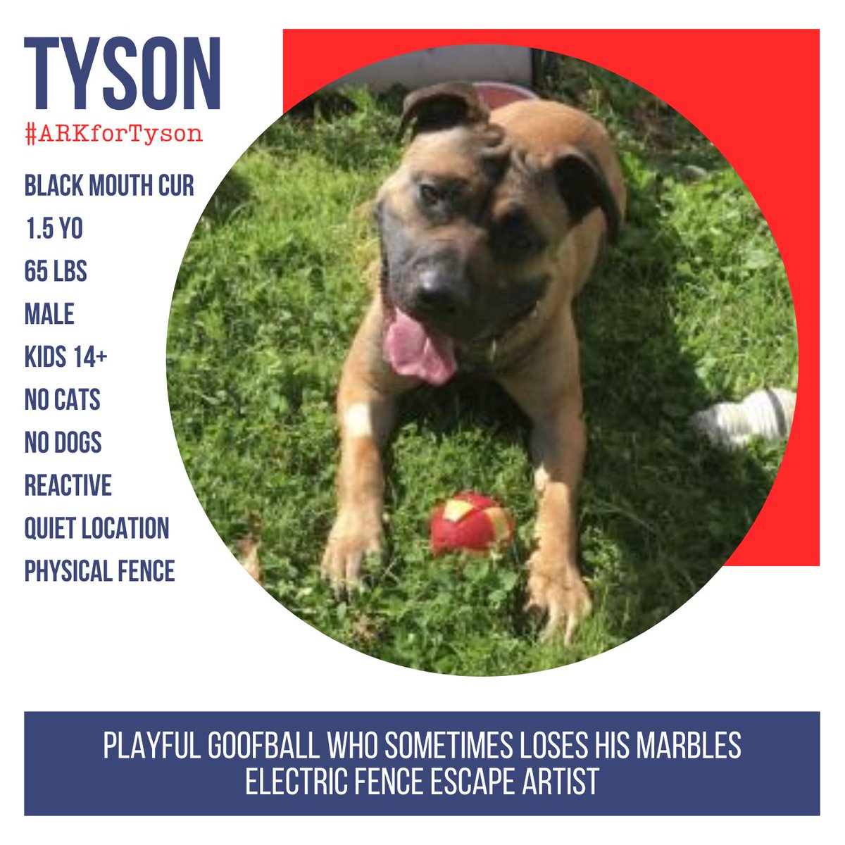 ARKonnection's tweet photo. This sweet, lovable goofball is in need of an experienced home. Please share, so we can find Tyson a home! E: info@apcsm.org P: 508-586-2053 Tu &amp; Th-Su: 1-4pm #ARKforTyson #ARKforDogs https://t.co/iXoL5W9Lmy