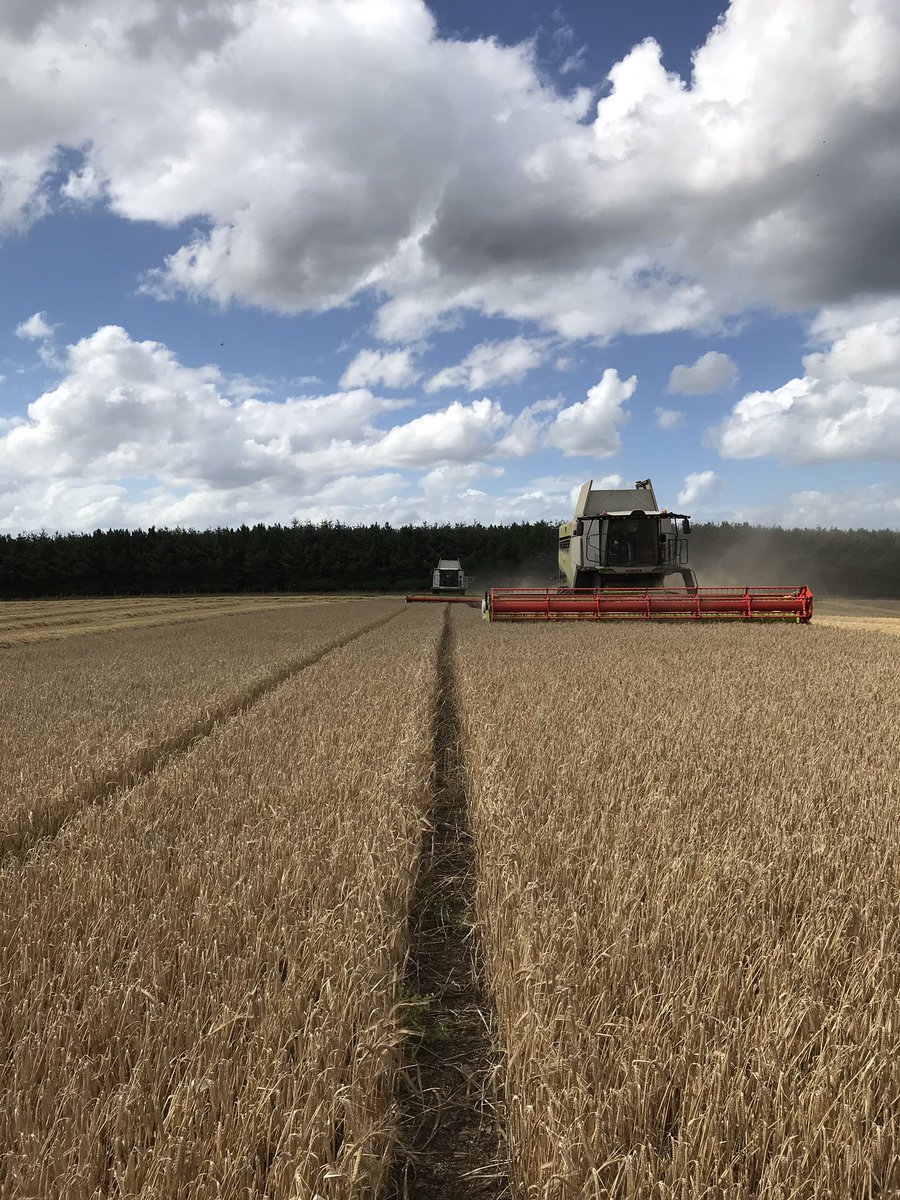 annabelhami11's tweet image. WE ARE COMBINING 🥳🏴󠁧󠁢󠁳󠁣󠁴󠁿👍🏻! 9 day break due to the weather. @MSandPltd @SimpsonsMalt Golden Promise being cut in lovely conditions 🤗! @CLAAS_UK @FarmersGuardian @FarmersWeekly  #crackon #fermin