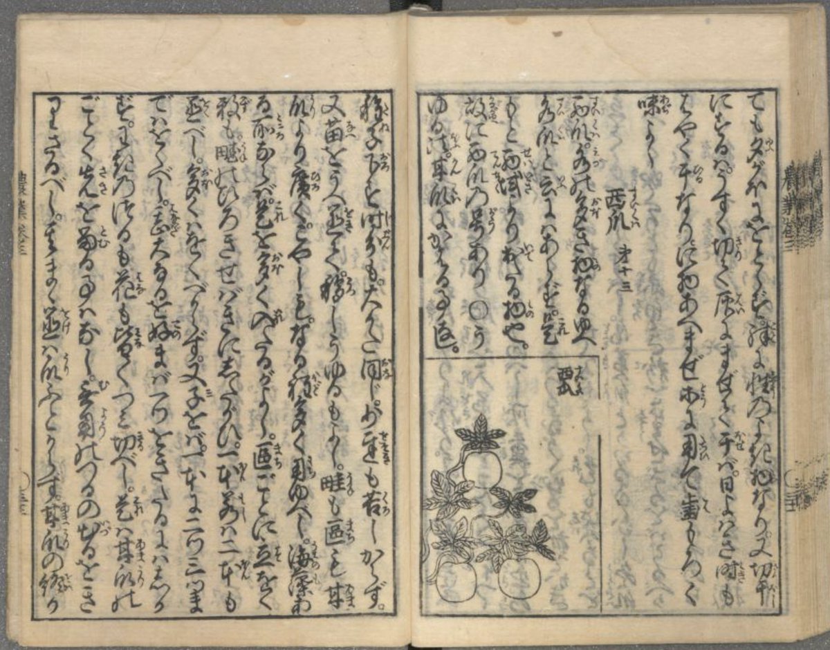 A 1696 agriculture encyclopedia (農業全書) tells us that "There are many kinds of watermelon. It's also called Jyagatara. The flesh is red and the flavor superb." "Jyagatara" also referred to Jakarta. Maybe a new variety came to Japan from Indonesia or the Dutch during this time.