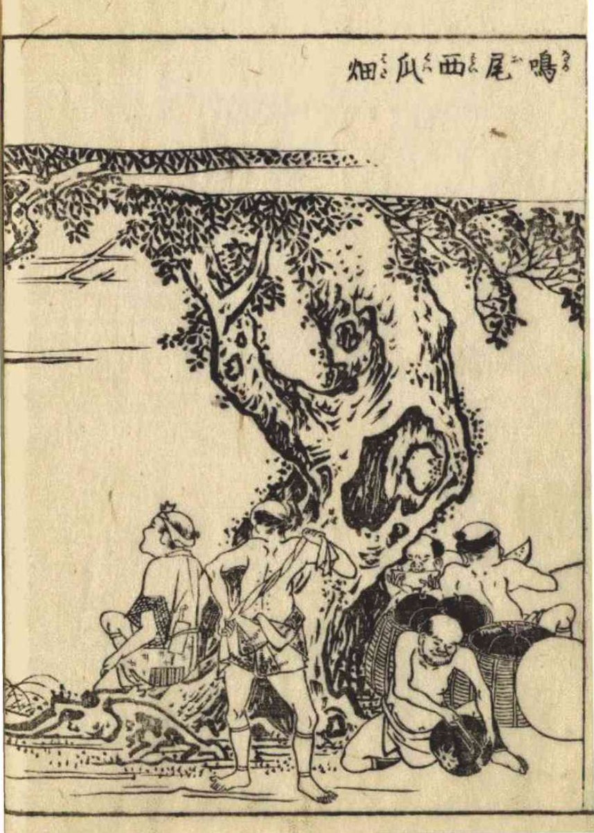 The Illustrated Famous Places of Settsu (摂津名所図会, 1702), tells us that watermelon had been a famous product of Tsu no Kuni for a long time, called Narao Watermelons (鳴尾西瓜). Watermelons evolved into a cash crop with regional branding.