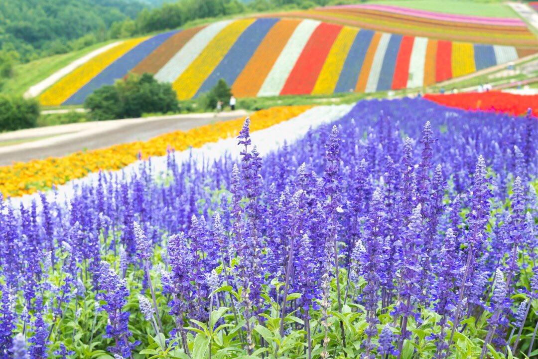From July to September, the hillsides of Shikisai no Oka in Hokkaido come alive with several dozen different species of colorful blooms making it the perfect place for flower peeping in the summertime. #VisitJapan #Hokkaido #Bloom #Flowers #Lavender #StayInspired #Nature