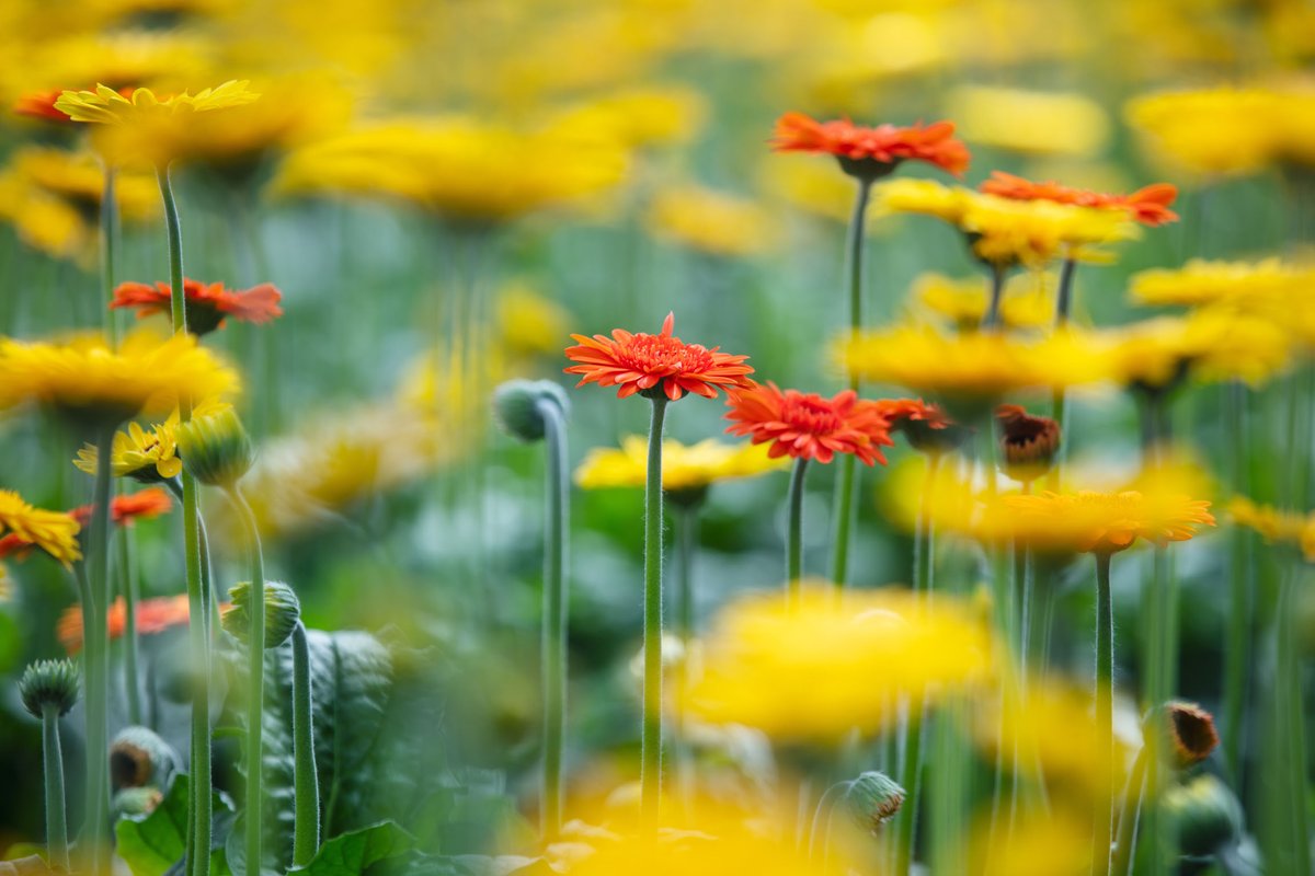 con_gerberas's tweet photo. Het FSI is opgericht om een steeds verdere verduurzaming van de sierteelt te bewerkstelligen. Alle Colours of Nature kwekerijen zijn MPS-SQ en MPS GAP gecertificeerd en daarom voldoen wij aan de duurzame, sociale en ecologische normen van de 'FSI-mand'.#duurzamedonderdag #FSI2020 https://t.co/JHVBC28Mdv
