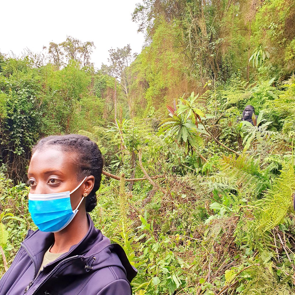 DidyERusera's tweet photo. @visitrwanda_now Spot the Silverback (Amahoro Chef). Shout out to Felicien - exceptional tourguide! #TemberaThrowback https://t.co/BeLUHOpSY4