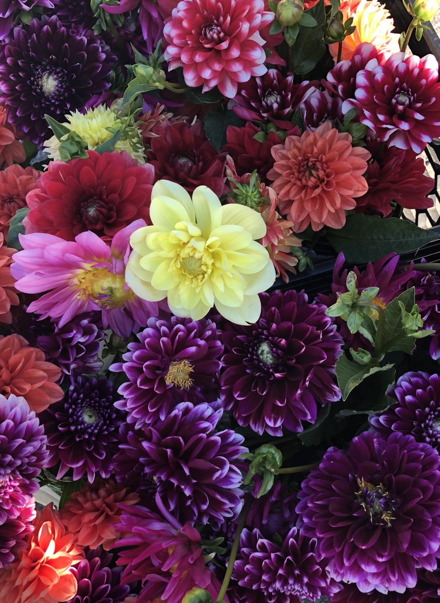 nagengast's tweet photo. Local dahlias in the house today... picked this morning. They are calling your name. https://t.co/ermu9UGWF8