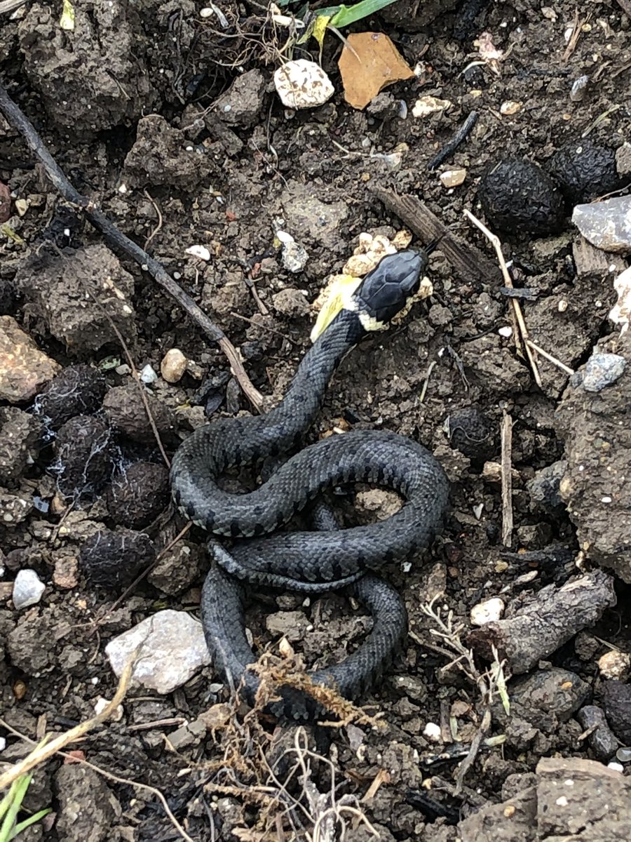 ecologymadders's tweet photo. @durr_zoe Make that 4 for 4 😉🐍🐍🐍🐍 https://t.co/WYrLXconJr