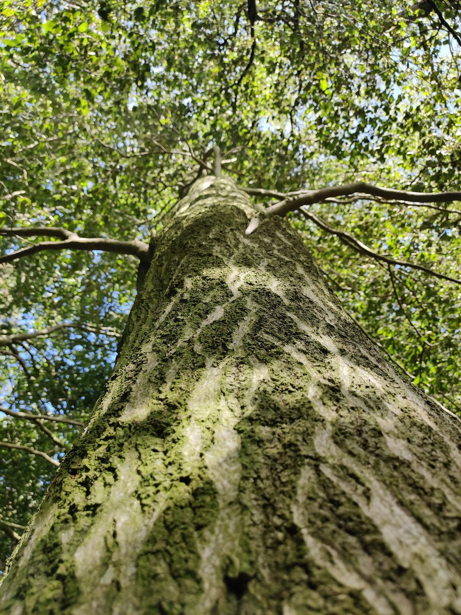 lwhemmings's tweet image. Snake bark beech (Fagus sylvatica). Sometimes you get them, had to do a double take, thought it was a Hornbeam.
@royal_forestry @TheICF @ssf_ic @GrowninBritain @AndyHoward1