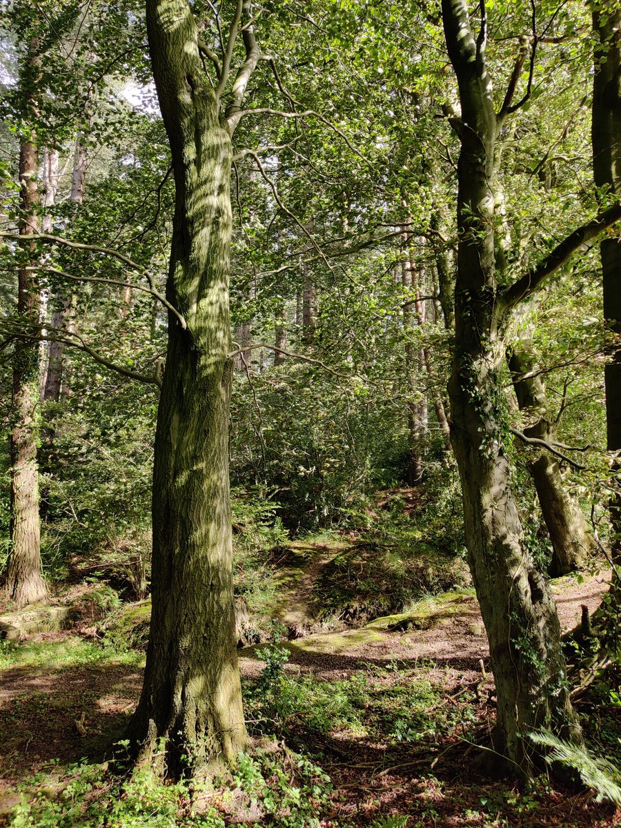 lwhemmings's tweet image. Snake bark beech (Fagus sylvatica). Sometimes you get them, had to do a double take, thought it was a Hornbeam.
@royal_forestry @TheICF @ssf_ic @GrowninBritain @AndyHoward1