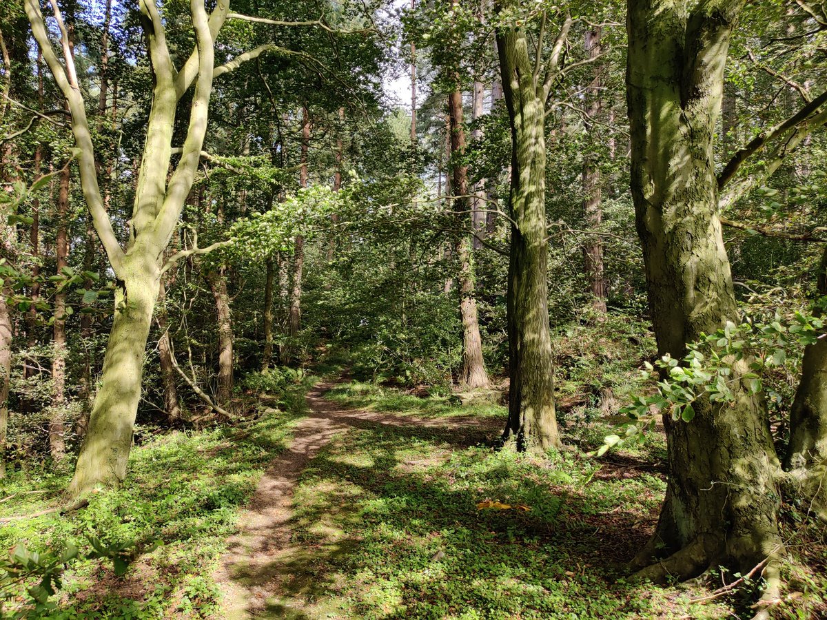 Snake bark beech (Fagus sylvatica). Sometimes you get them, had to do a double take, thought it was a Hornbeam.
<a href="/royal_forestry/">RoyalForestrySociety</a> <a href="/TheICF/">Institute of Chartered Foresters</a> @ssf_ic <a href="/GrowninBritain/">Grown in Britain</a> <a href="/AndyHoward1/">Andy Howard</a>