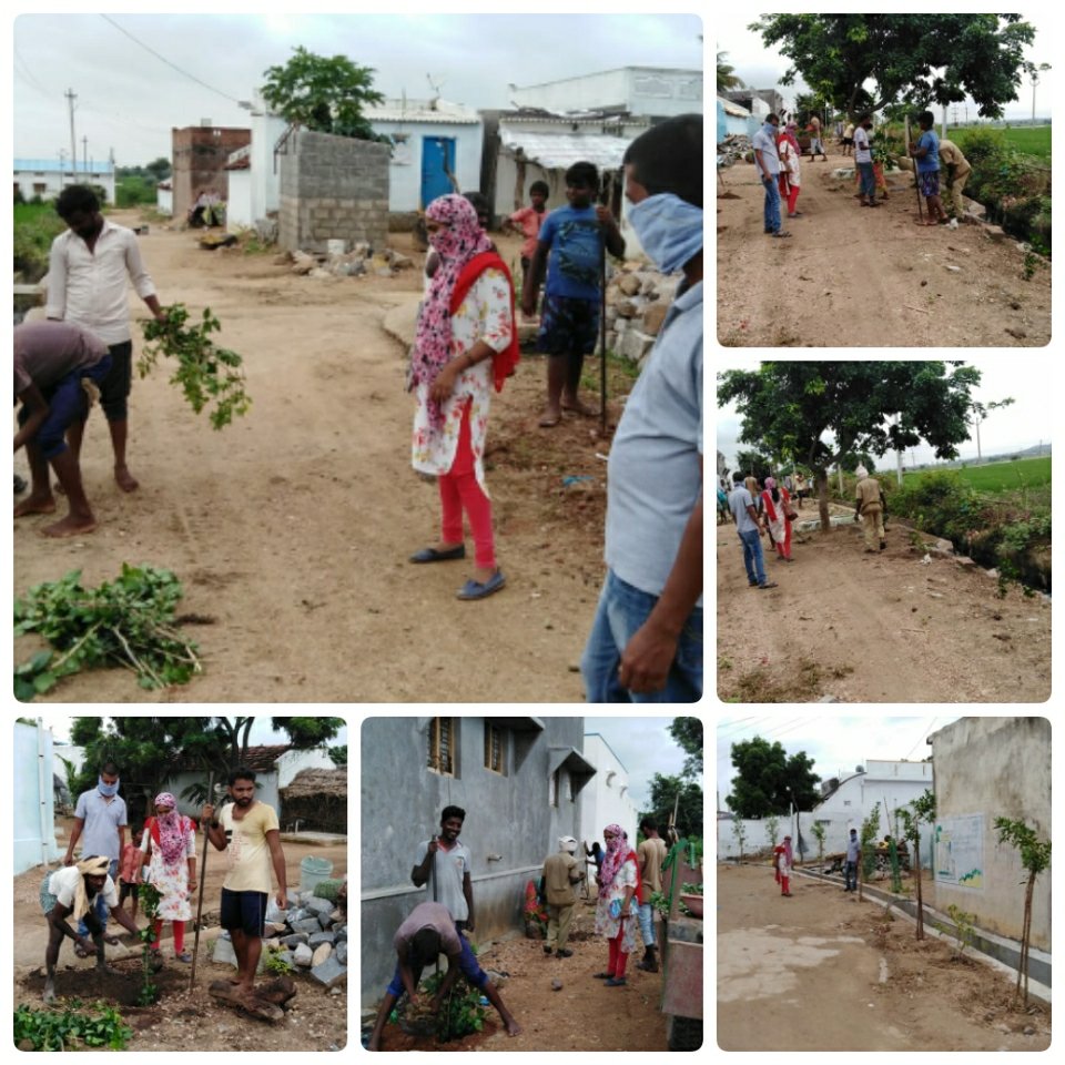 putting internal plantation at gopanpetgp of madanapur mandal