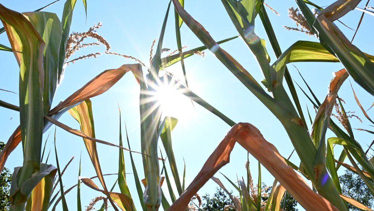 SPIEGEL Ticker tweet media